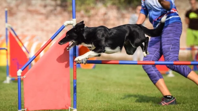 Balance in Dog Training